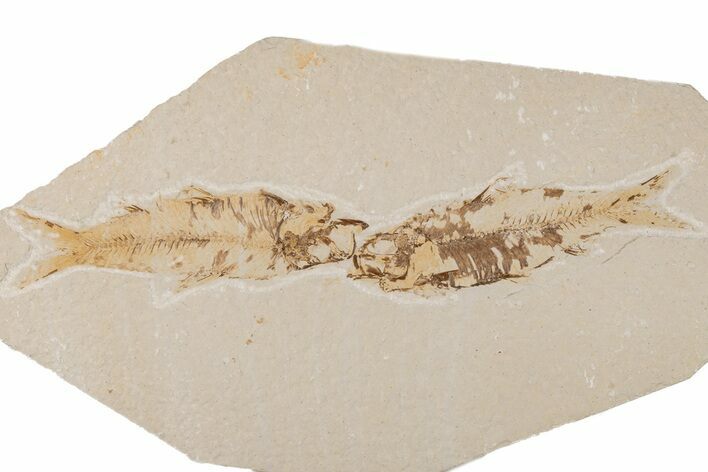 Two Detailed Fossil Fish (Knightia) - Wyoming #204500